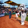 Ballpark Dogs (and Cats!)